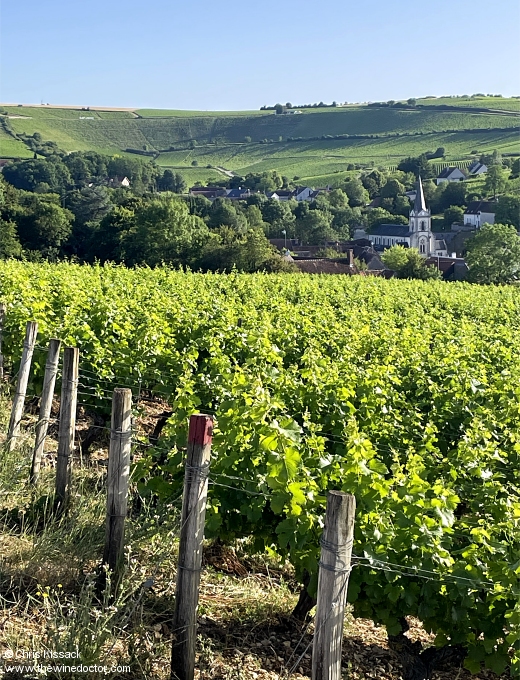 The view from Chêne Marchand, looking across the vines to Bué, Venoize and the amphitheatre of the Clos de la Poussie, June 2026 Vincent Pinard