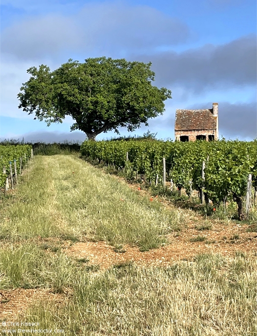 The famous cabin in Grand Chemarin, June 2026 Back to the Future: The Central Vineyards, 2026