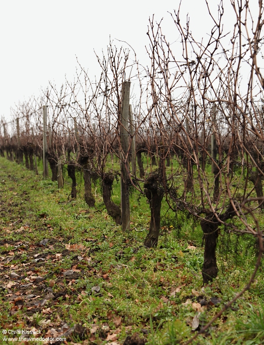 Vines awaiting pruning at Château Montlabert, January 2024 Château Montlabert